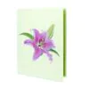 3D Kartka - Kwiat lilii