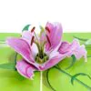 3D Kartka - Kwiat lilii