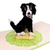 3D Kartka - Border collie